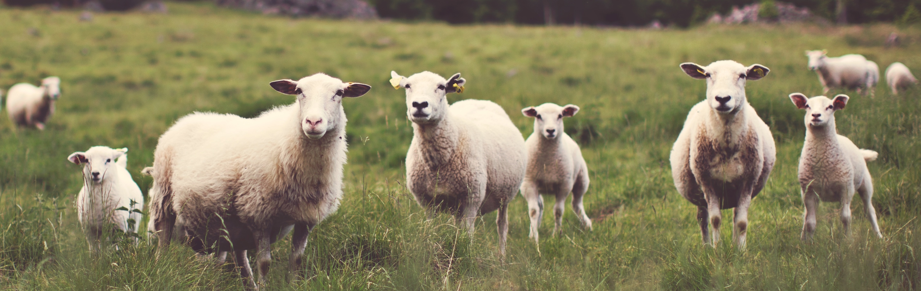 Semalt ha vuelto a mi Google Analytics…¿y ahora qué hago?